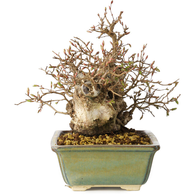 Carpinus coreana, 20 cm, ± 25 jaar oud