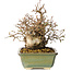 Carpinus coreana, 20 cm, ± 25 jaar oud