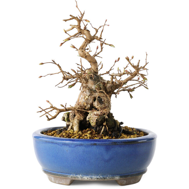 Carpinus coreana, 21 cm, ± 25 Jahre alt