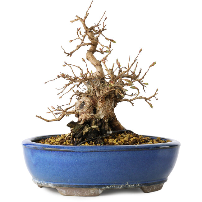 Carpinus coreana, 21 cm, ± 25 jaar oud