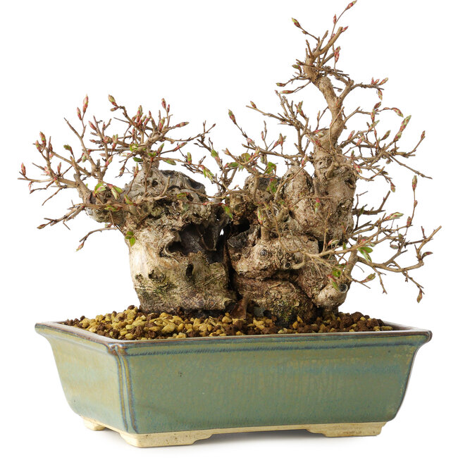 Carpinus coreana, 20 cm, ± 25 ans