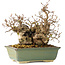 Carpinus coreana, 20 cm, ± 25 jaar oud