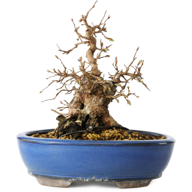Carpinus coreana, 21 cm, ± 25 años