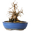 Carpinus coreana, 21 cm, ± 25 jaar oud