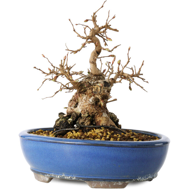Carpinus coreana, 21 cm, ± 25 anni