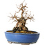 Carpinus coreana, 21 cm, ± 25 jaar oud