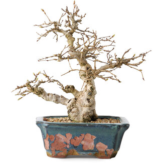 Carpinus coreana, 21 cm, ± 25 jaar oud