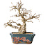 Carpinus coreana, 21 cm, ± 25 jaar oud