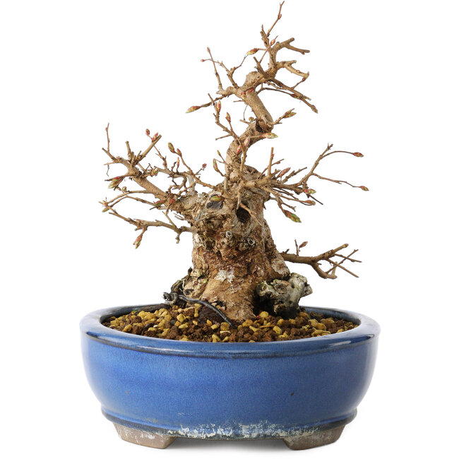 Carpinus coreana, 21 cm, ± 25 años
