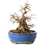 Carpinus coreana, 21 cm, ± 25 jaar oud