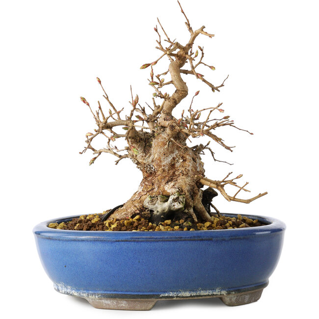 Carpinus coreana, 21 cm, ± 25 jaar oud