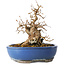 Carpinus coreana, 21 cm, ± 25 jaar oud
