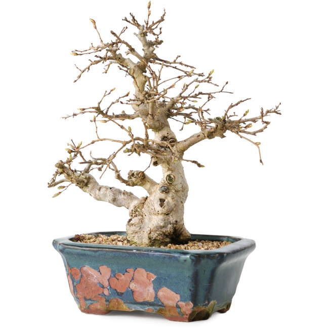Carpinus coreana, 21 cm, ± 25 anni