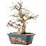 Carpinus coreana, 21 cm, ± 25 Jahre alt