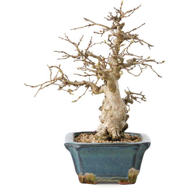 Carpinus coreana, 21 cm, ± 25 years old