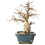 Carpinus coreana, 21 cm, ± 25 jaar oud