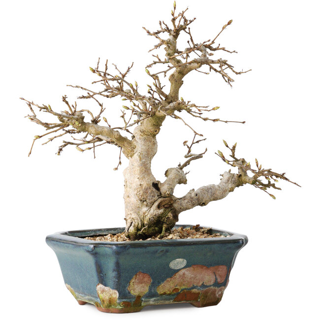 Carpinus coreana, 21 cm, ± 25 ans