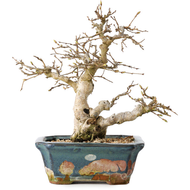 Carpinus coreana, 21 cm, ± 25 jaar oud