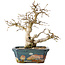 Carpinus coreana, 21 cm, ± 25 jaar oud