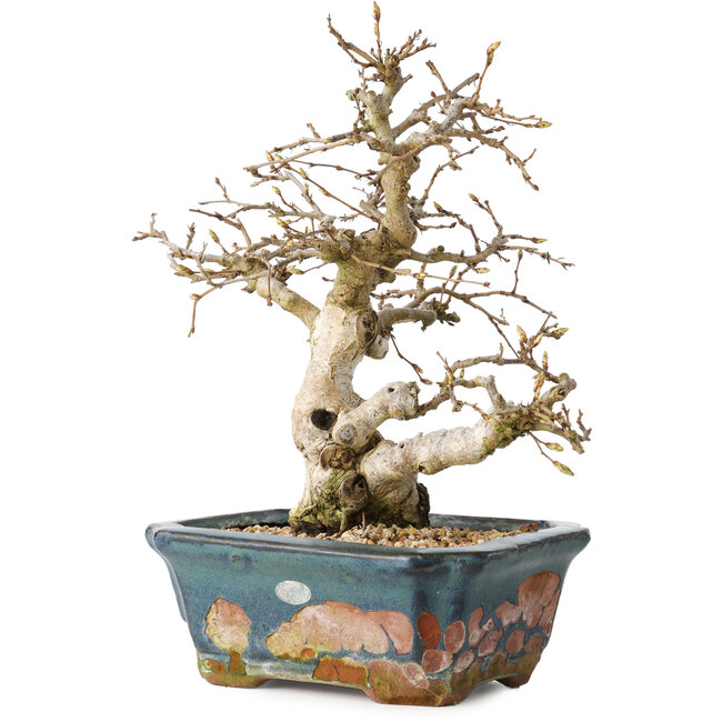 Carpinus coreana, 21 cm, ± 25 years old