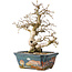 Carpinus coreana, 21 cm, ± 25 jaar oud