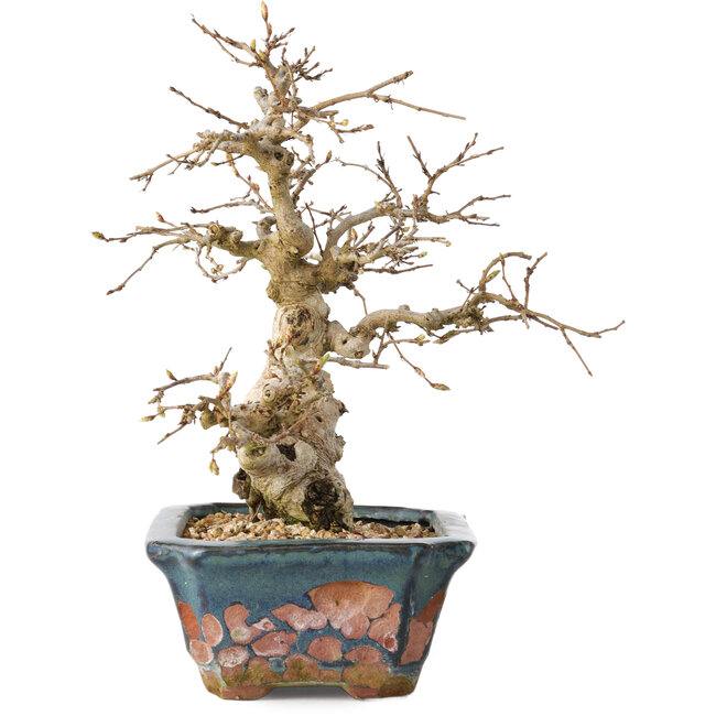 Carpinus coreana, 21 cm, ± 25 Jahre alt