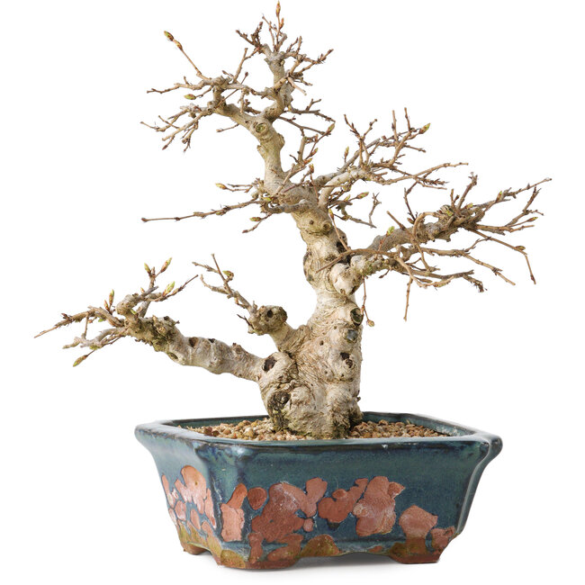 Carpinus coreana, 21 cm, ± 25 ans