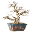 Carpinus coreana, 21 cm, ± 25 jaar oud