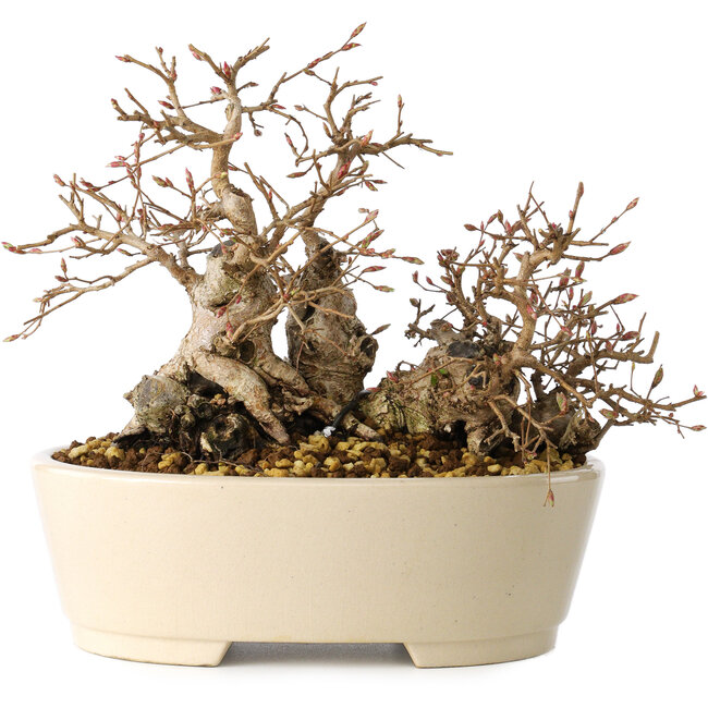 Carpinus coreana, 16 cm, ± 25 years old