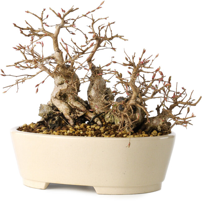 Carpinus coreana, 16 cm, ± 25 años