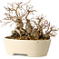 Carpinus coreana, 16 cm, ± 25 Jahre alt