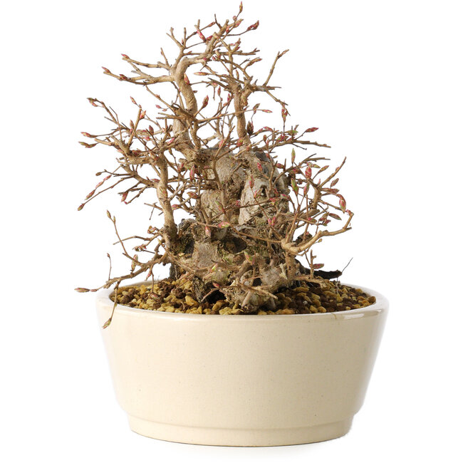 Carpinus coreana, 16 cm, ± 25 años