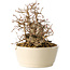 Carpinus coreana, 16 cm, ± 25 Jahre alt