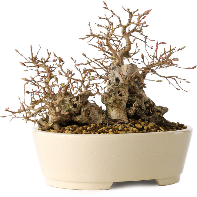 Carpinus coreana, 16 cm, ± 25 jaar oud