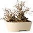 Carpinus coreana, 16 cm, ± 25 Jahre alt