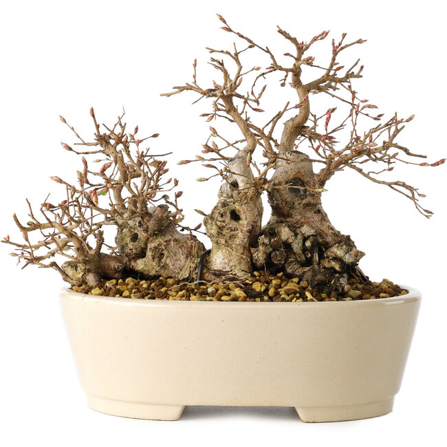 Carpinus coreana, 16 cm, ± 25 ans