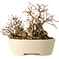 Carpinus coreana, 16 cm, ± 25 years old