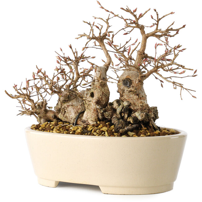 Carpinus coreana, 16 cm, ± 25 jaar oud