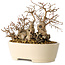 Carpinus coreana, 16 cm, ± 25 years old