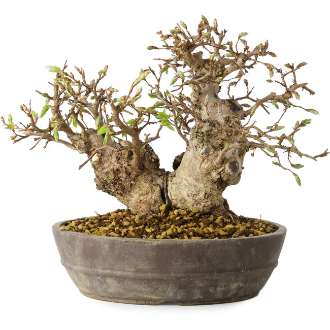 Carpinus coreana, 18 cm, ± 25 jaar oud