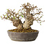 Carpinus coreana, 18 cm, ± 25 jaar oud