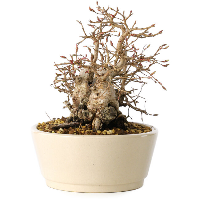 Carpinus coreana, 16 cm, ± 25 jaar oud