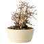 Carpinus coreana, 16 cm, ± 25 years old