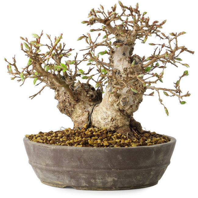 Carpinus coreana, 18 cm, ± 25 Jahre alt
