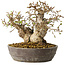 Carpinus coreana, 18 cm, ± 25 jaar oud
