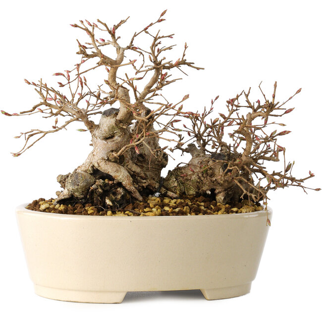 Carpinus coreana, 16 cm, ± 25 years old