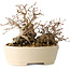 Carpinus coreana, 16 cm, ± 25 Jahre alt
