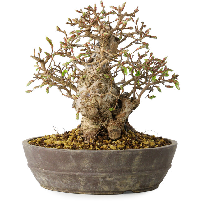 Carpinus coreana, 18 cm, ± 25 jaar oud