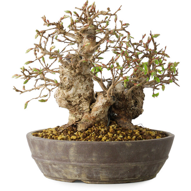 Carpinus coreana, 18 cm, ± 25 anni