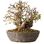 Carpinus coreana, 18 cm, ± 25 jaar oud